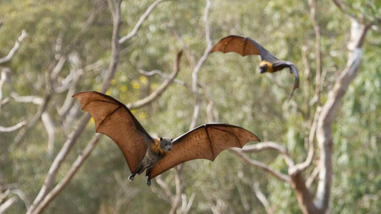 Flying foxes
