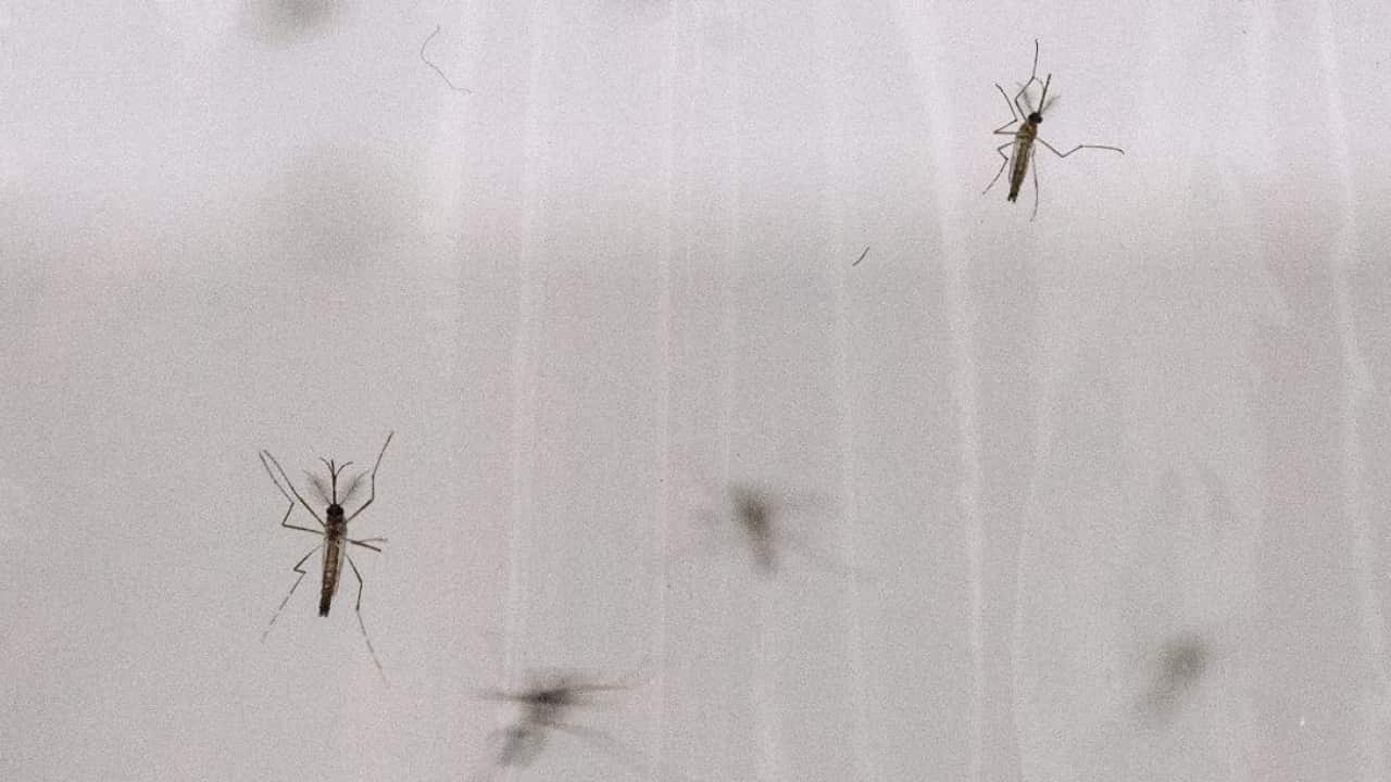 Hom yoov tshaj cum Aedes aegypti uas pheej kis tus mob Dengue Fever (AAP) .png