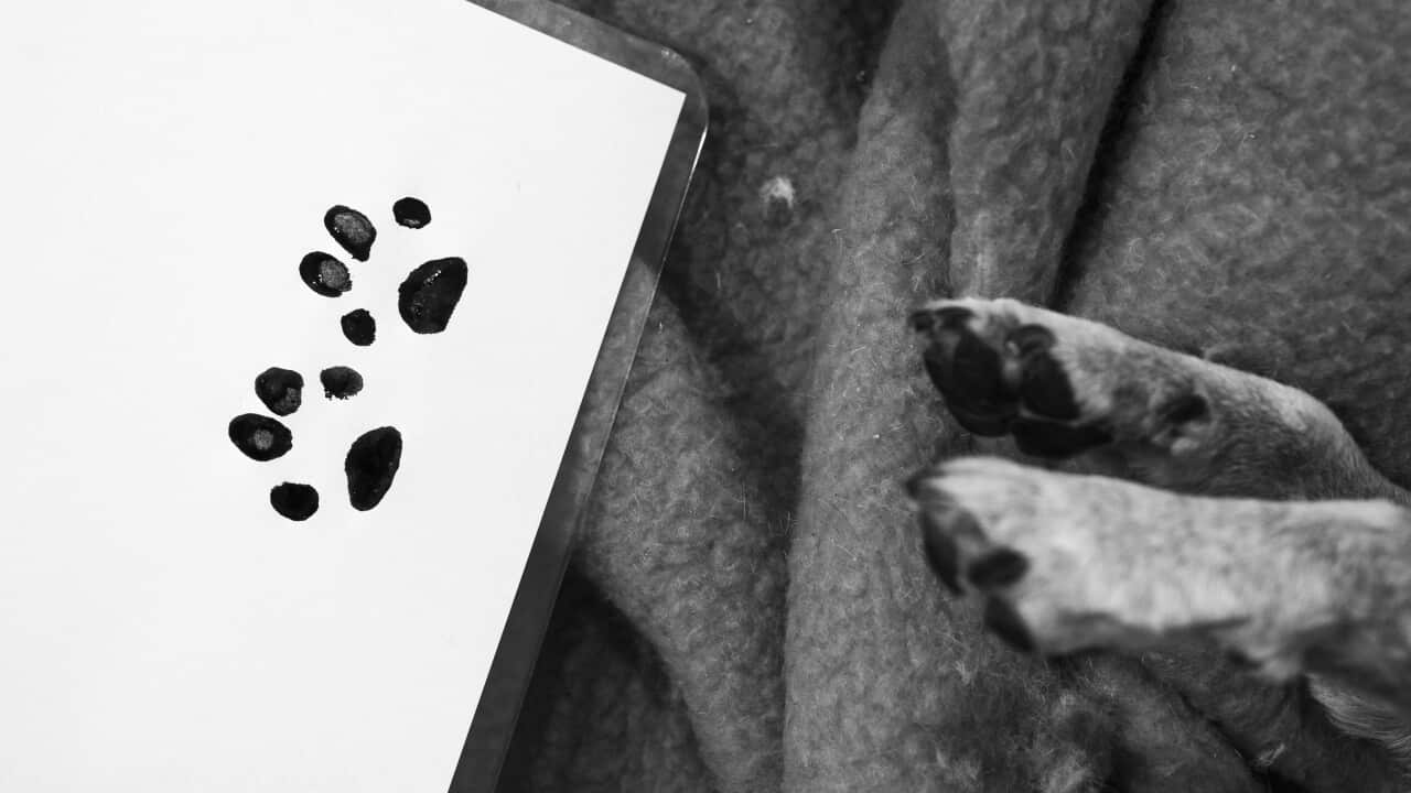 Paw prints taken from a deceased pet will be sent with a card to its owners.
