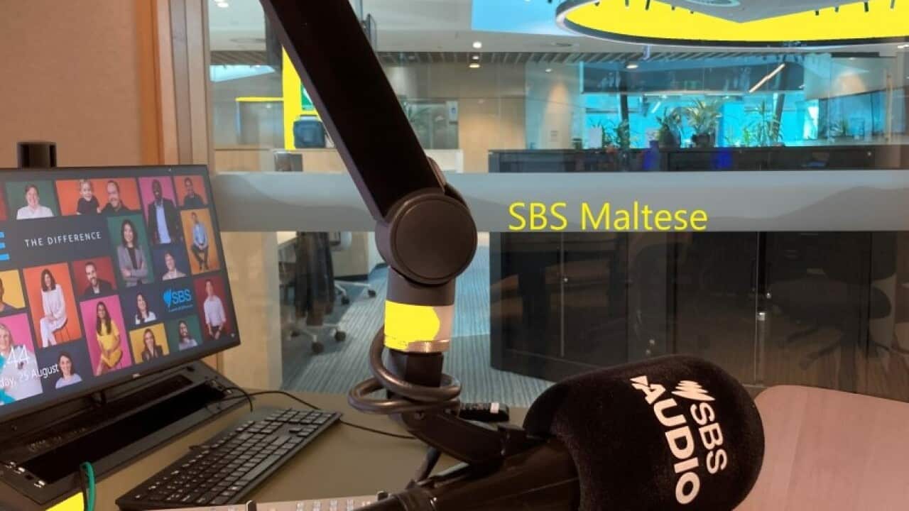 SBS Maltese studio Yellow Splash .jpg