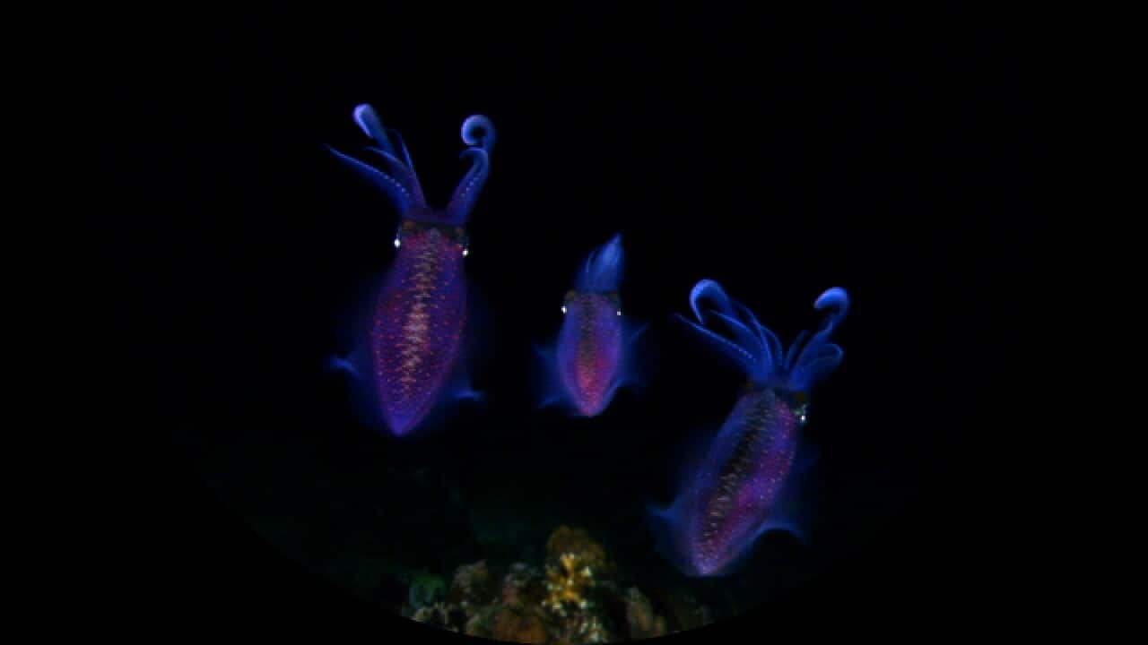 Coral_640_1234733461