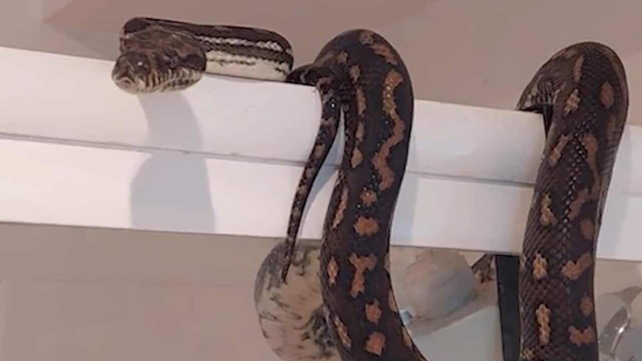 snake.jpg
