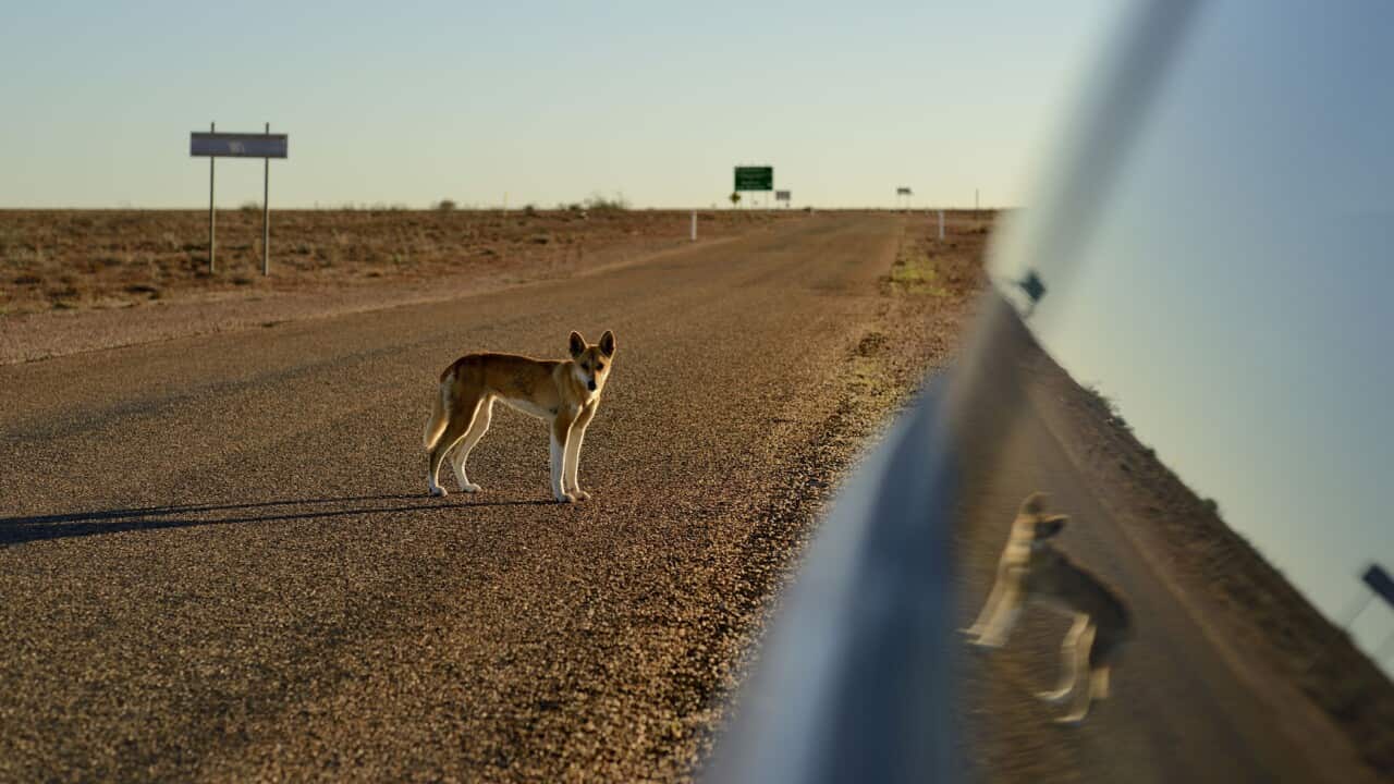 DINGO BAITING STUDY