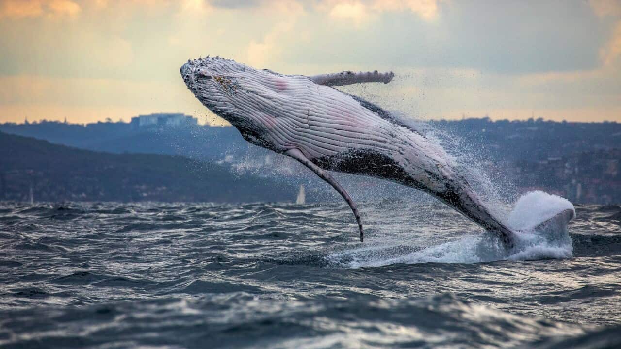 A humpback whale breaching off the coast of Sydney