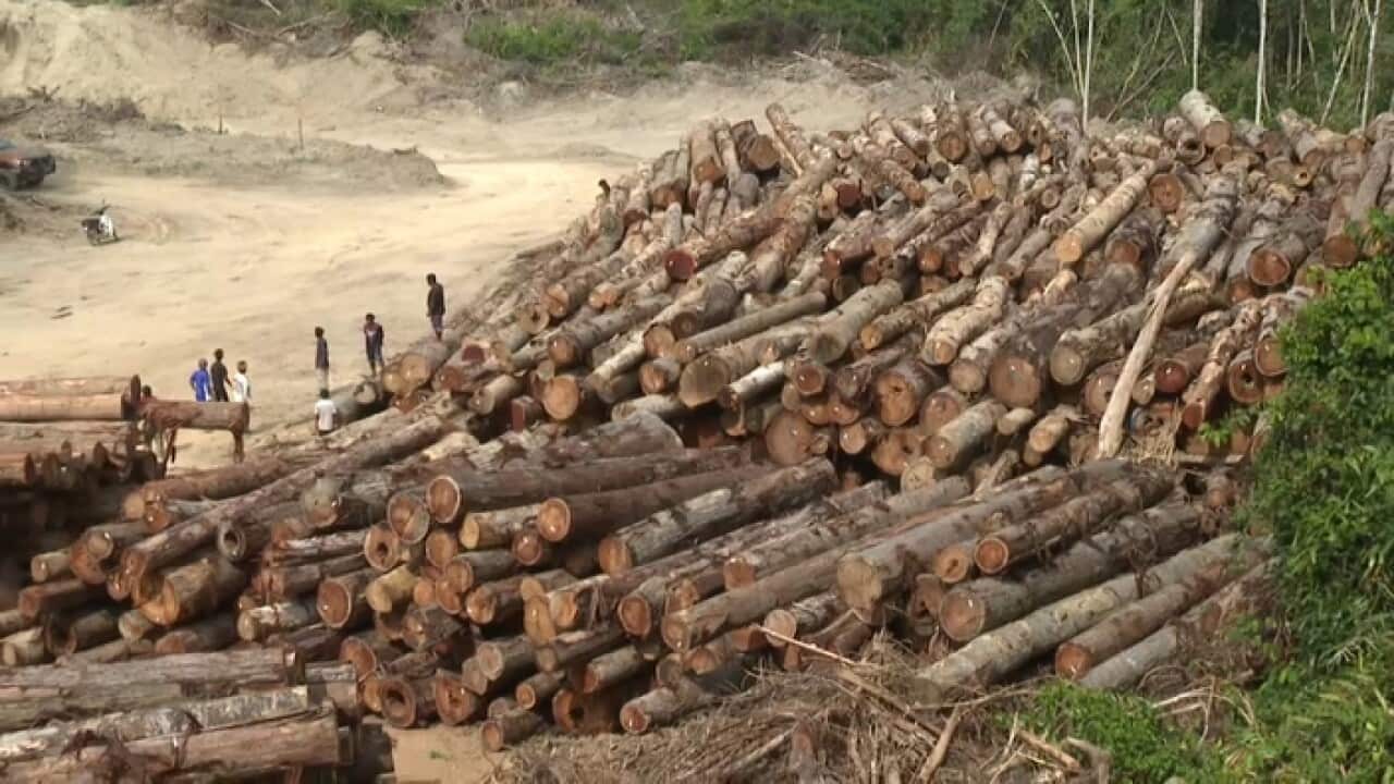 Logging and clearing land for palm oil plantations is affecting Malaysia's Temiar people