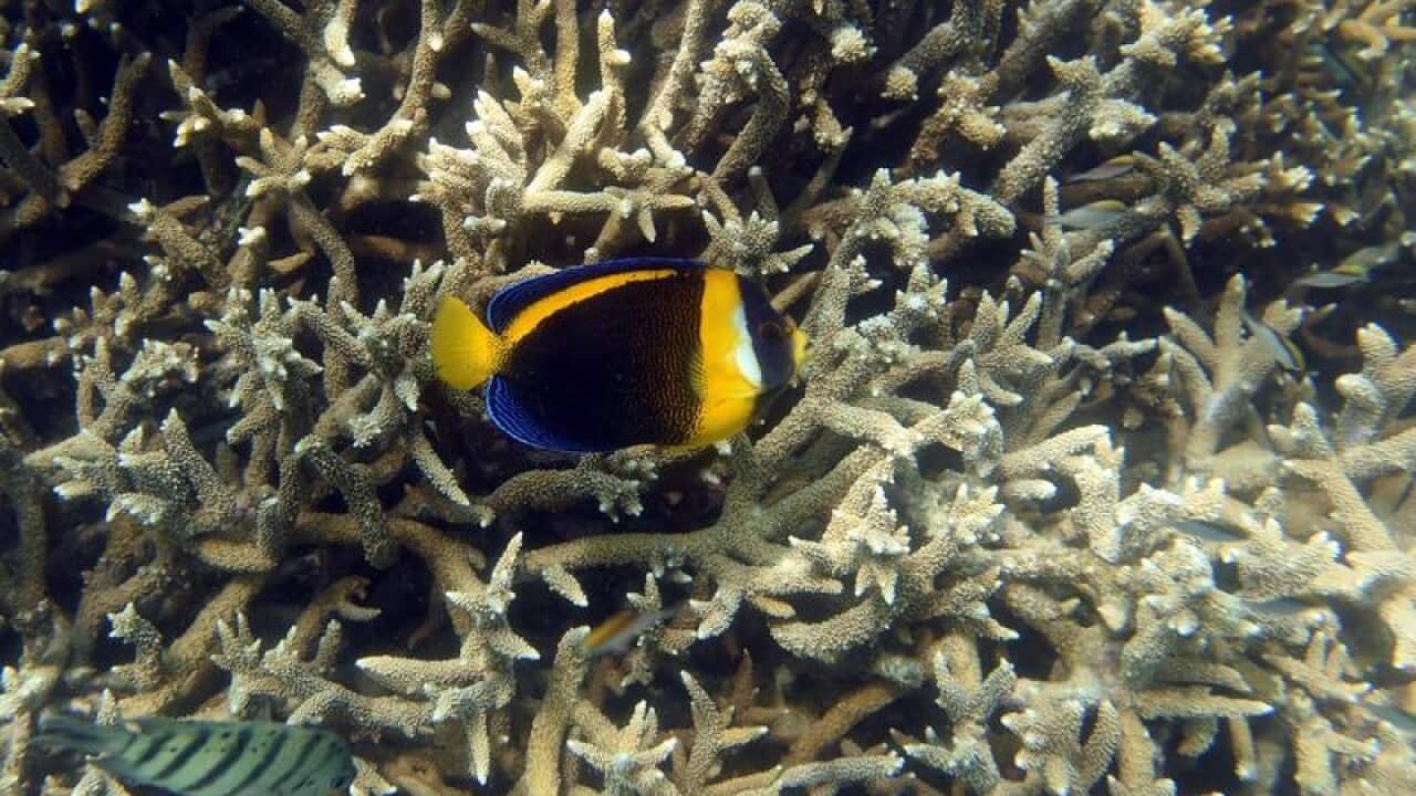 Coral bleaching on the Great Barrier Reef
