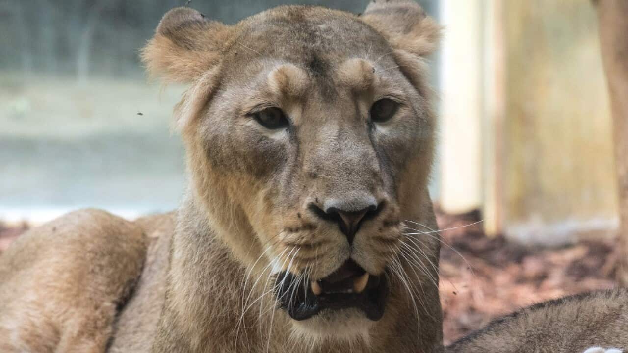 Two lions were on the run in Luenebach, Germany.