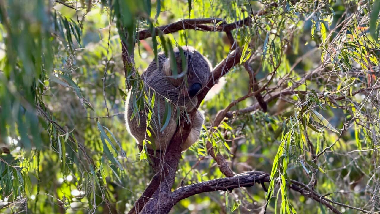 A koala sleeping curled up on a branch of a eucalyptus tree.