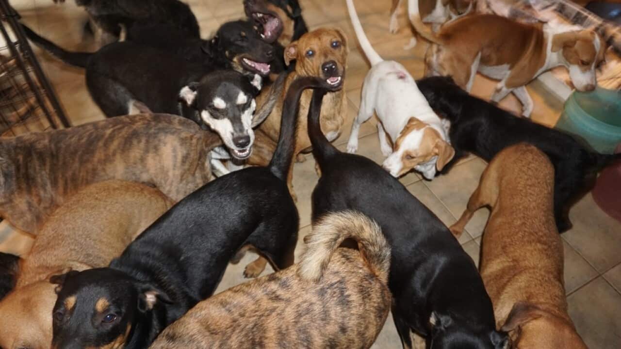 Chella Phillips rescued nearly a hundred dogs from the wild weather in the Bahamas.
