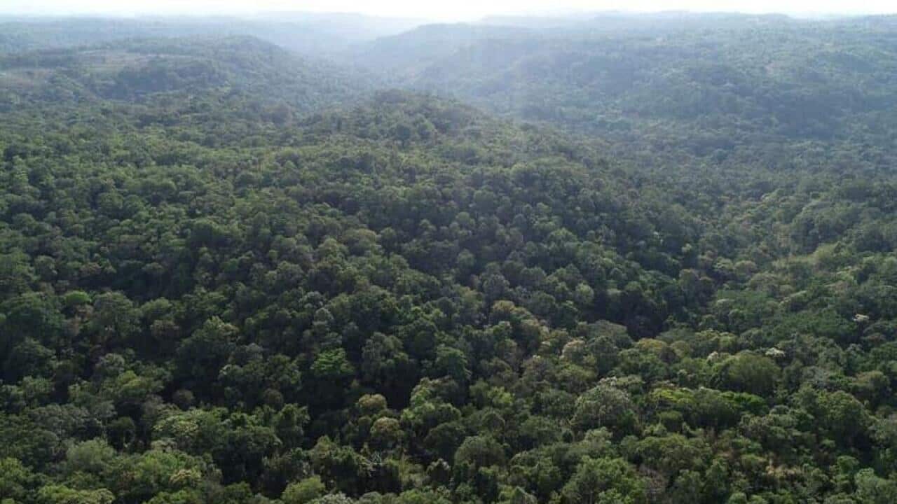 Cambodian Forest