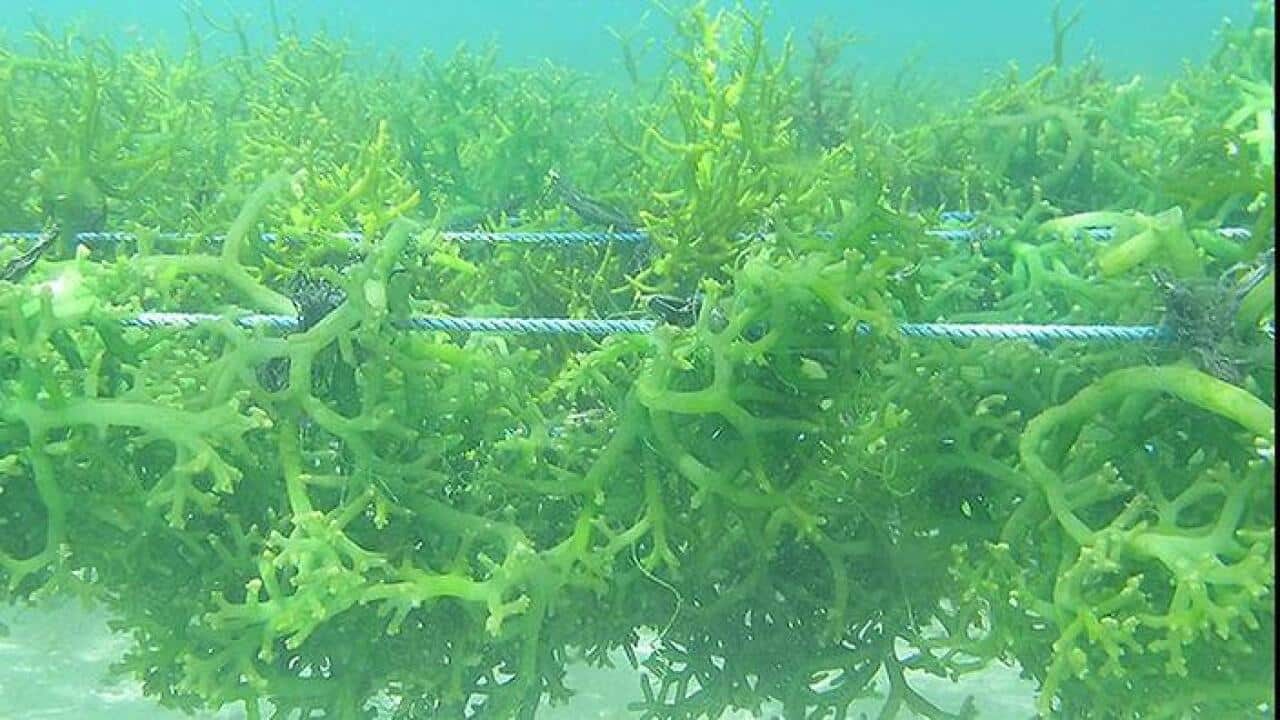 Sea weeds