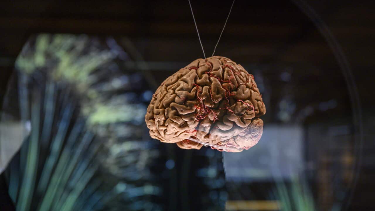 This brain chip is promising to bring the human mind closer to computers. How does it work? This brain chip is promising to bring the human mind closer to computers. How does it work?