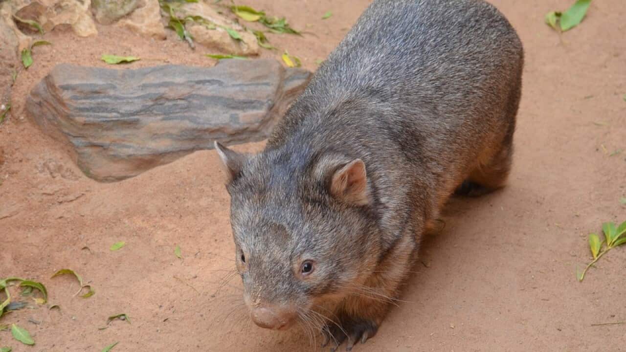 wombat