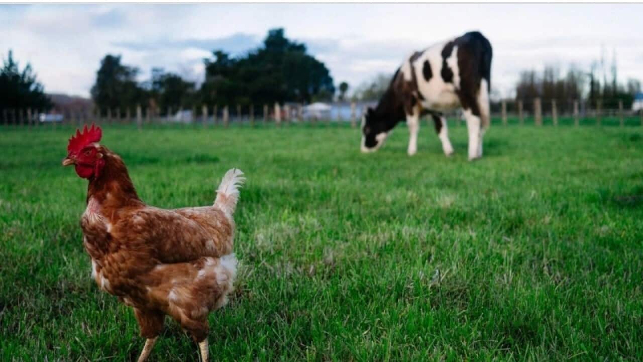 Bird flu is spreading in cows..jpg