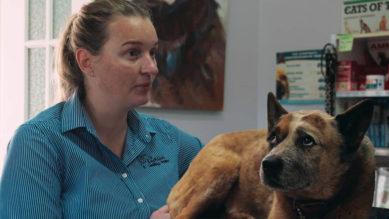 A female vet in their clinic and a dog with orange-fur looking up at her
