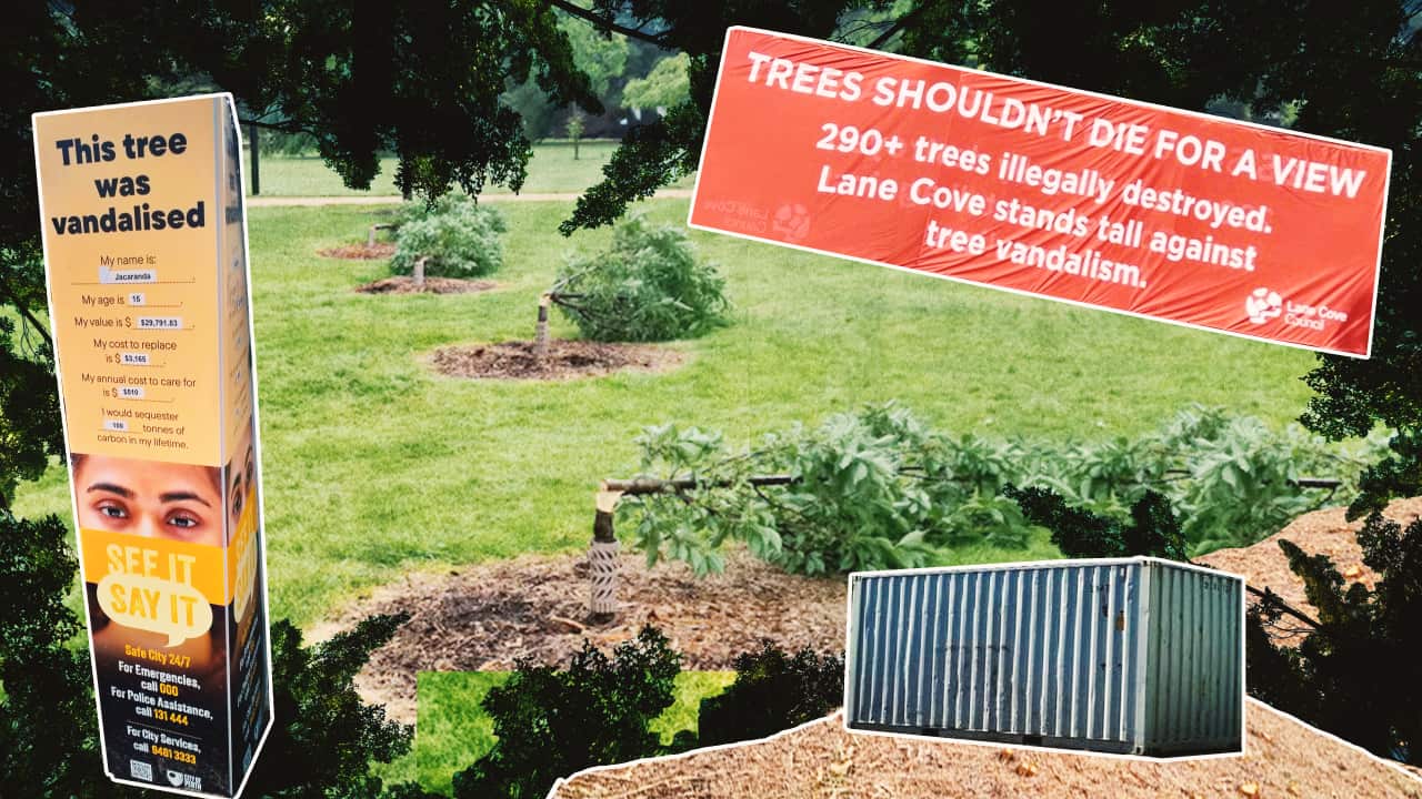 A digital graphic image showing trees that have been destroyed in a park; a shipping container; a sign that reads "TREES SHOULDN'T DIE FOR A VIEW", and another sign that reads "This tree was vandalised".