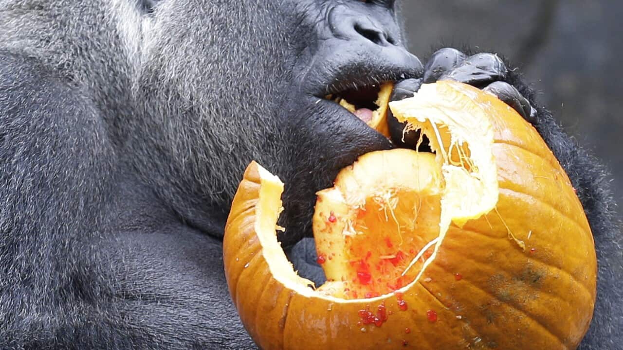 Jomo, a silverback gorilla, chews at the Cincinnati Zoo in Cincinnati. Another male gorilla was put down at the zoo after an attack. (AP)