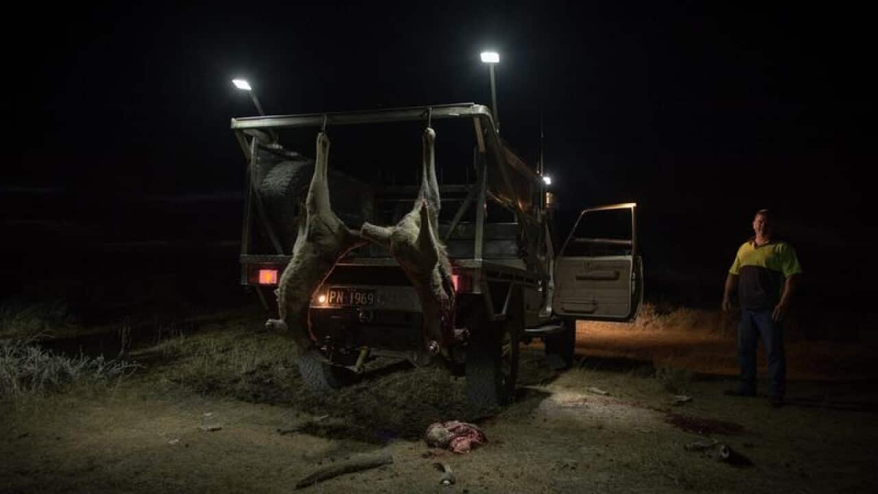 Paul Norris is seen alongside dead kangaroos hanging from his 4WD.