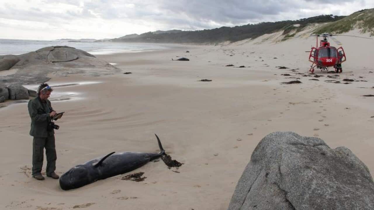 Whales stranded on a beach.