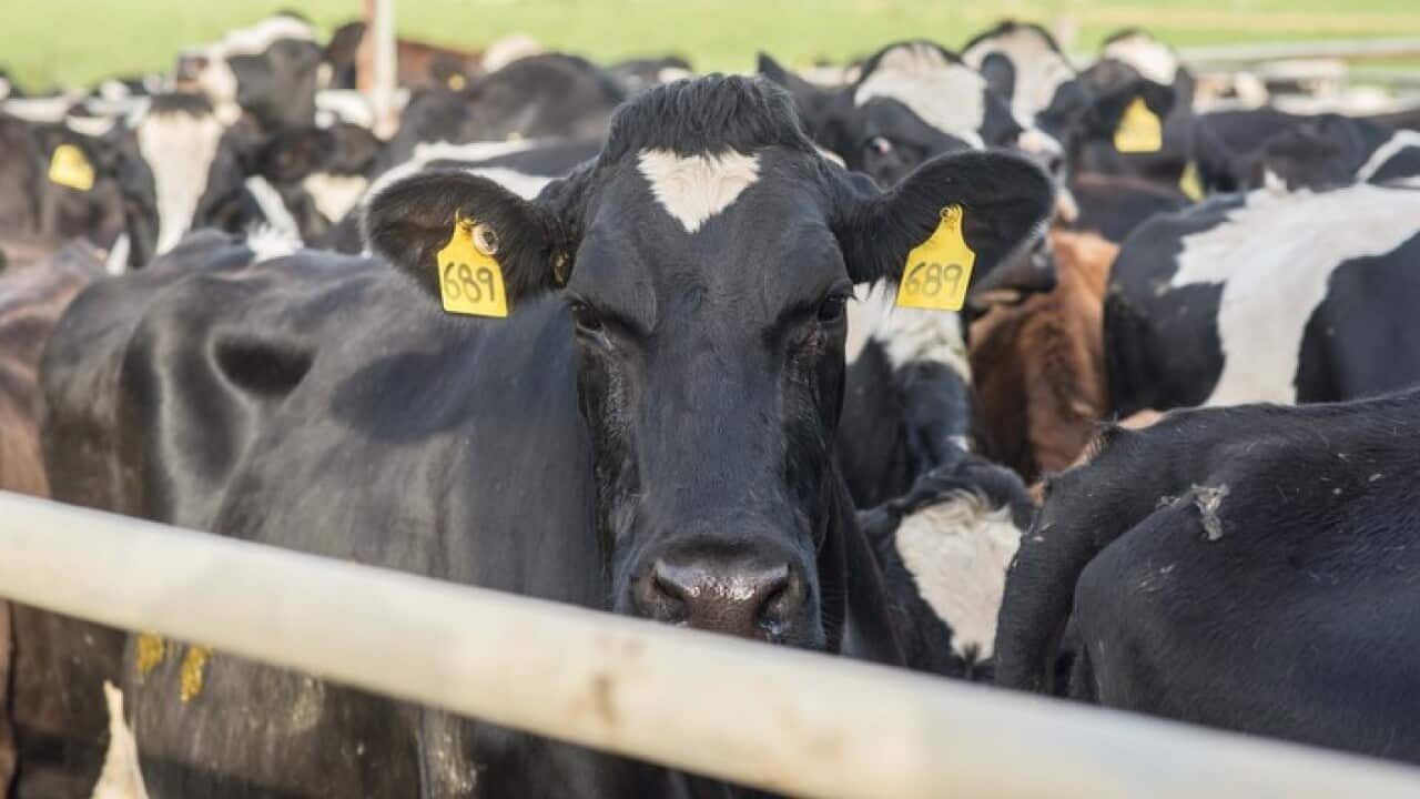 The Agriculture Minister David Littleproud says dollar-a-litre milk promotions are adding to drought-stricken dairy farmers' pain.