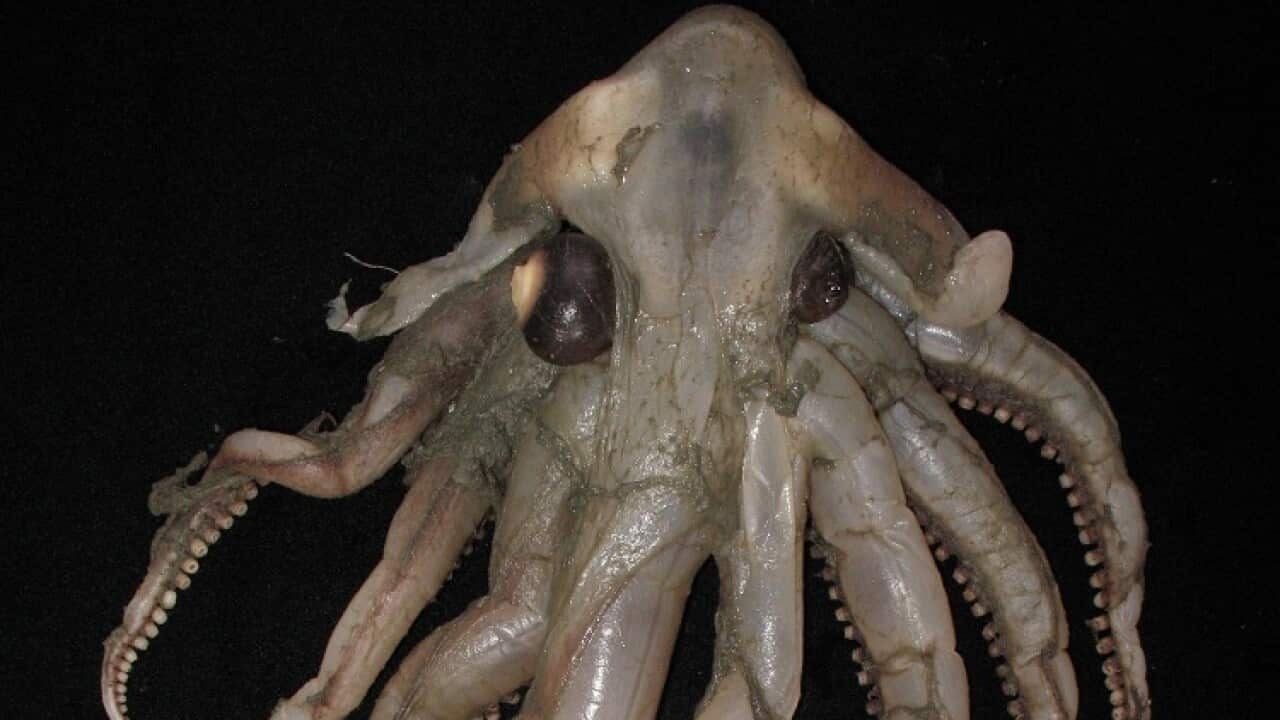 octopus tintenfisch fisch meer strand urlaub