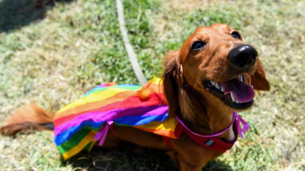 A dog wears a Pride Flag cape during the Sydney Gay and Lesbian Mardi Gras Fair Day (AAP)