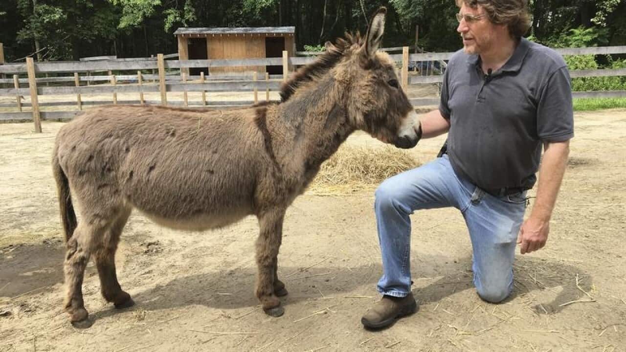 Donkey ranch in US helps people de-stress