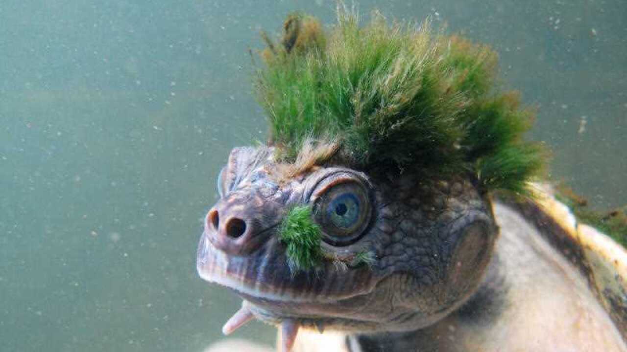 Undated handout photo issued by the Zoological Society of London of a Mary River turtle.