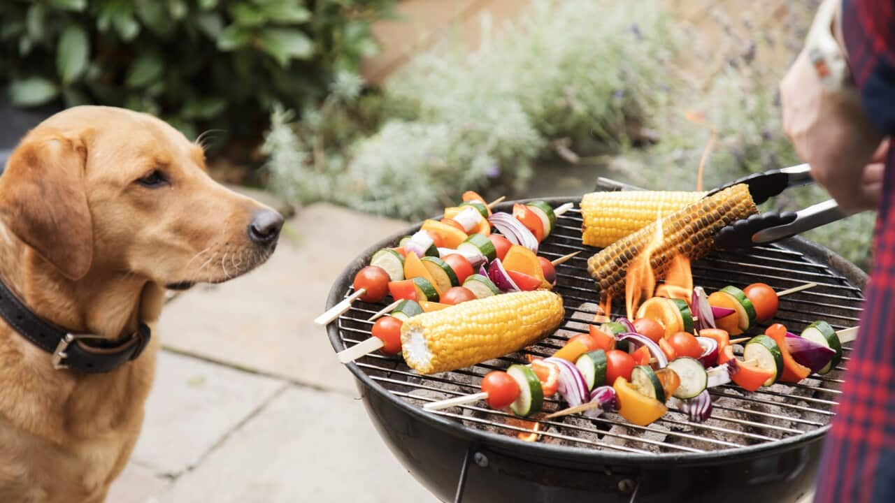 Labrador dog looks interested at food on barbecue.