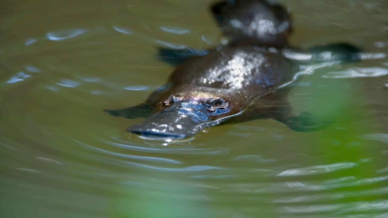 Platypus - adult floating on the surface of a river grinding up food which was collected from the ground (Ornithorhynchus anatinus) (AAP/Mary Evans/Ardea/Steffen & Alexandra Sailer) | NO ARCHIVING, EDITORIAL USE ONLY