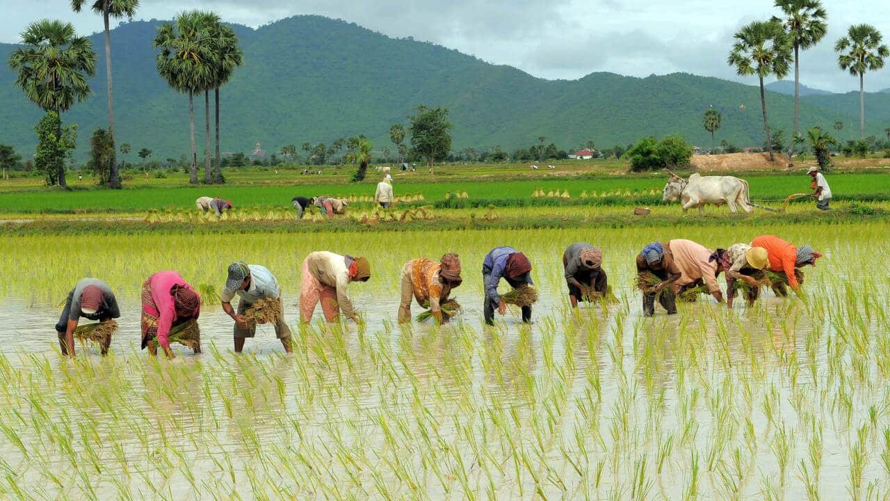 Cambodian farmers grow rice in a field in Kampong Speu province, some 60 kilometers south of Phnom Penh on August 8, 2010 (File: AFP)