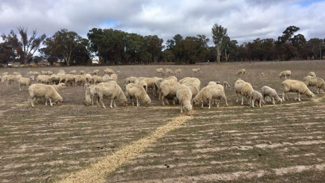 NSW is in drought. 