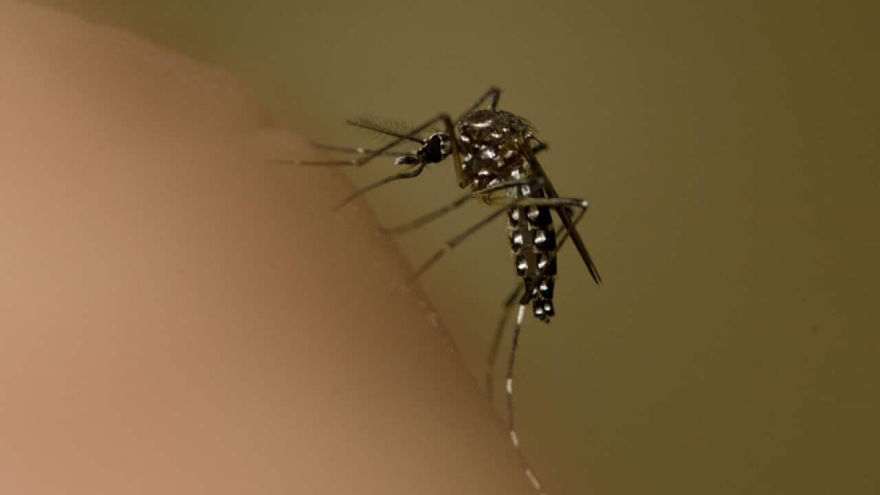 A mosquito