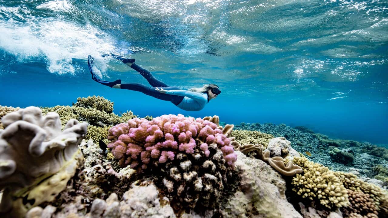 1 GBR Biology marine biologist Brittany Wassing at Moore Reef on the Great Barrier Reef. Image Luke Marsden.jpg