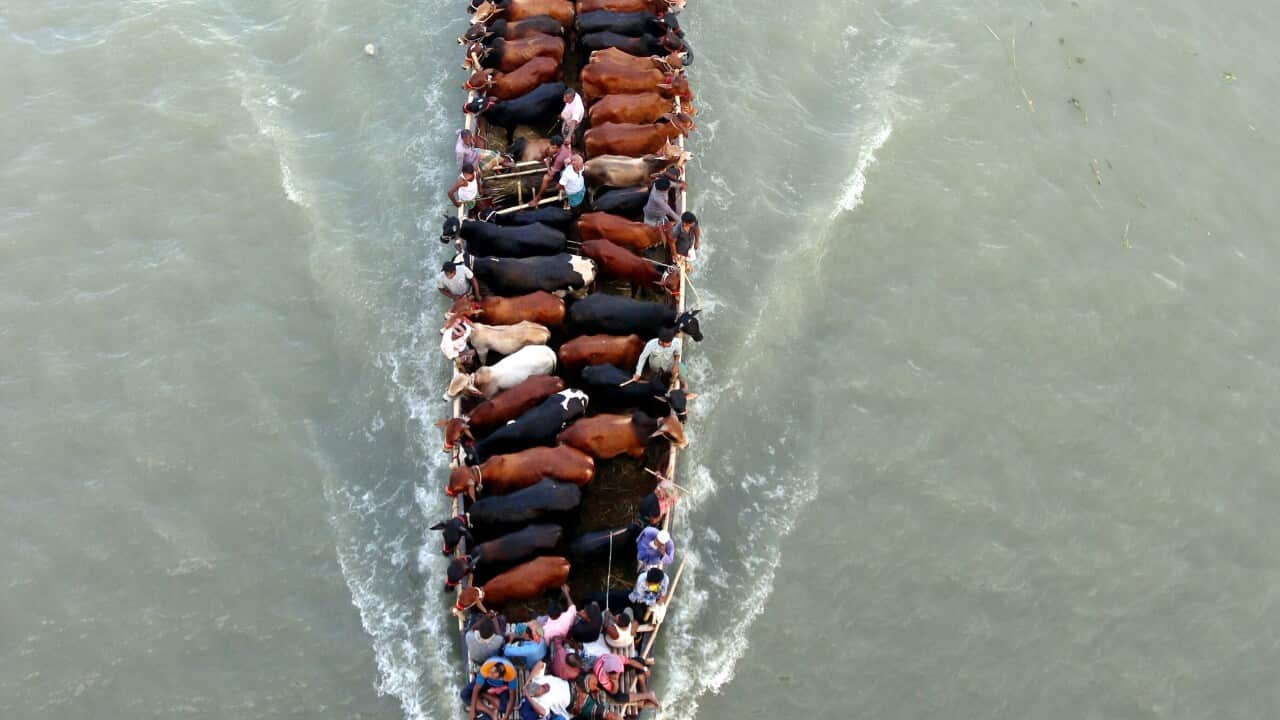 A vessel carrying cattle for sale heads to a market before Eid al-Adha in Dhaka, Bangladesh on July 8, 2022. Photo by Habibur Rahman/ABACAPRESS.COM.