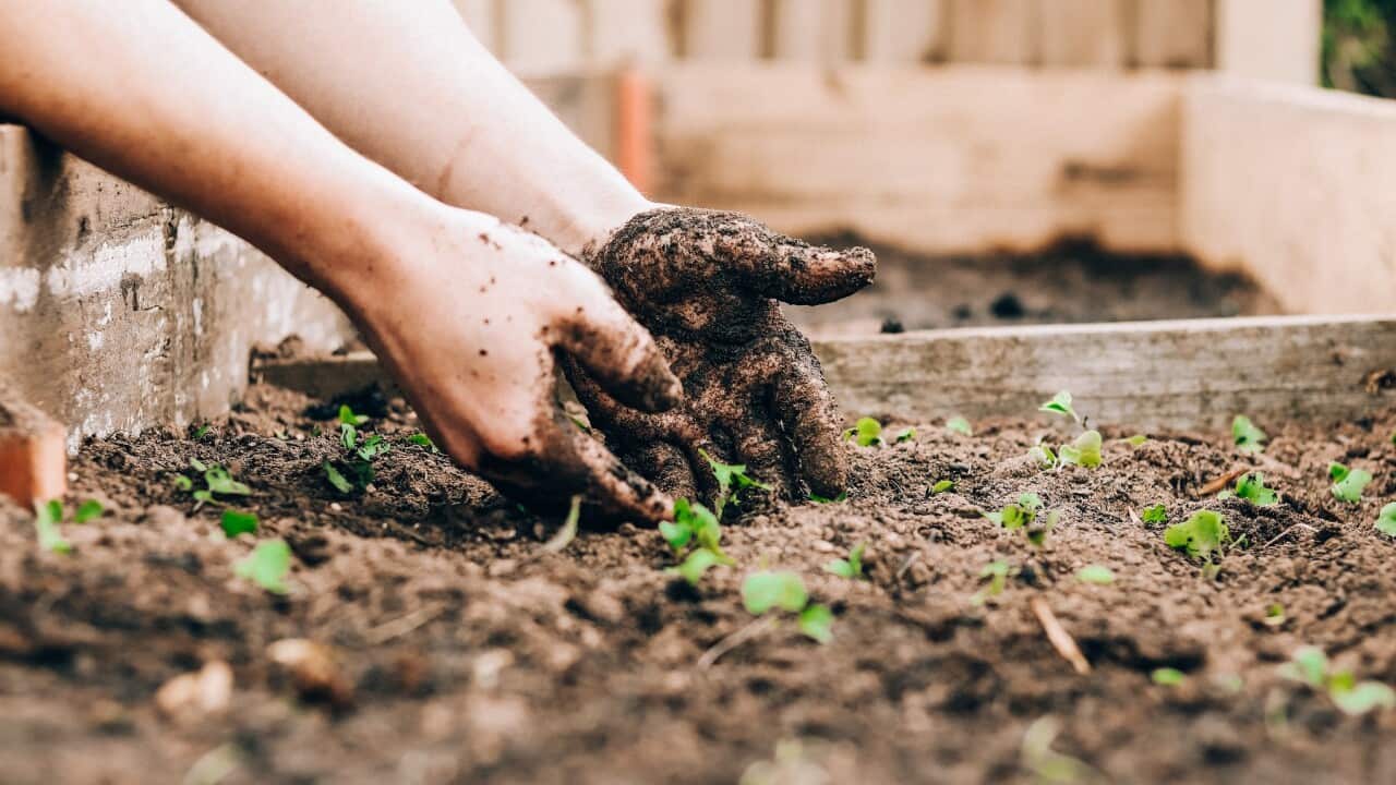 Gardening is becoming a side hustle for some (Unsplash-Sandie Clarke).jpg