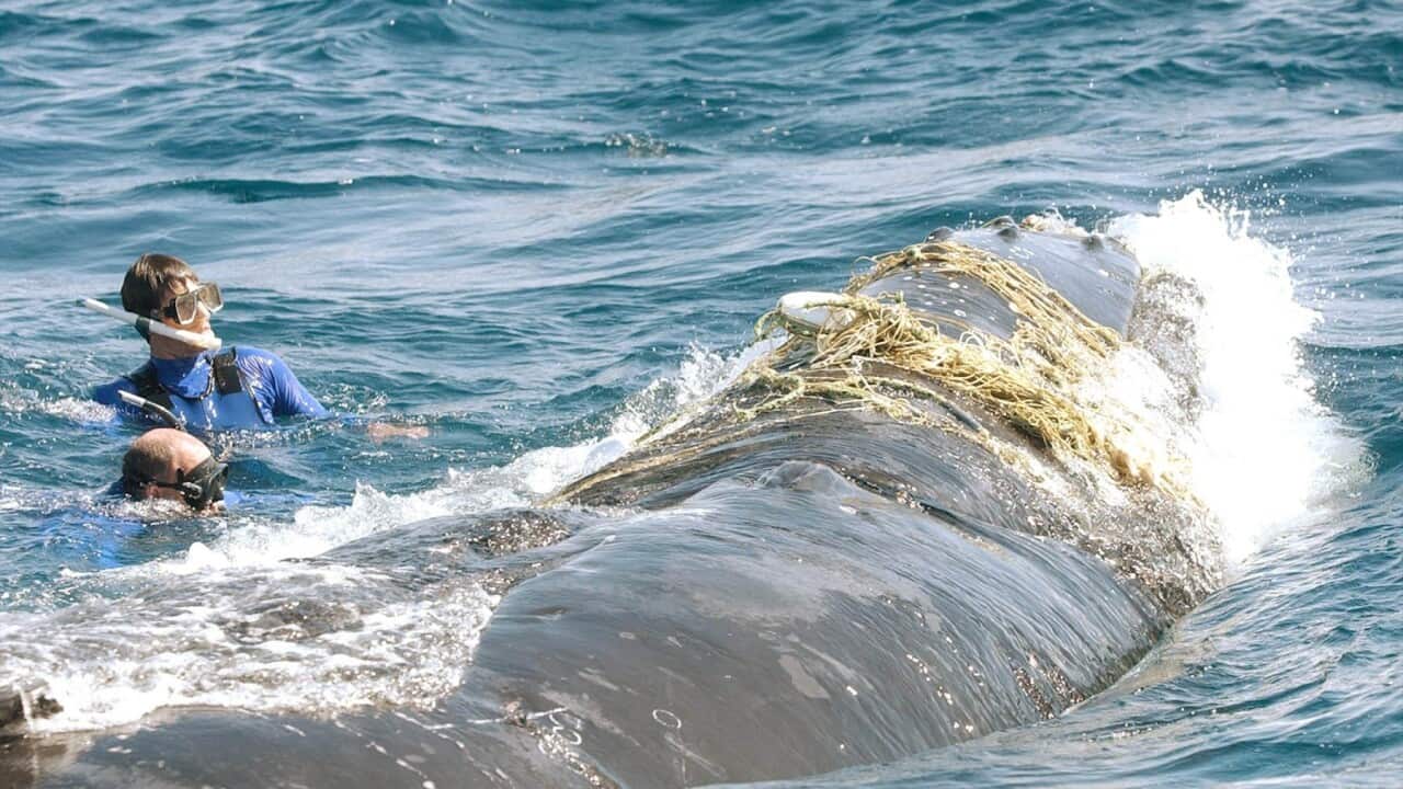 AUSTRALIA WHALE RESCUE