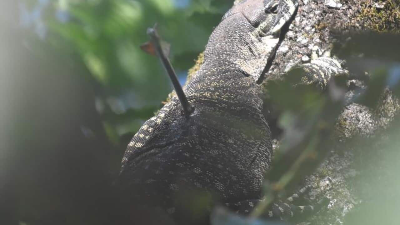 An injured goanna.