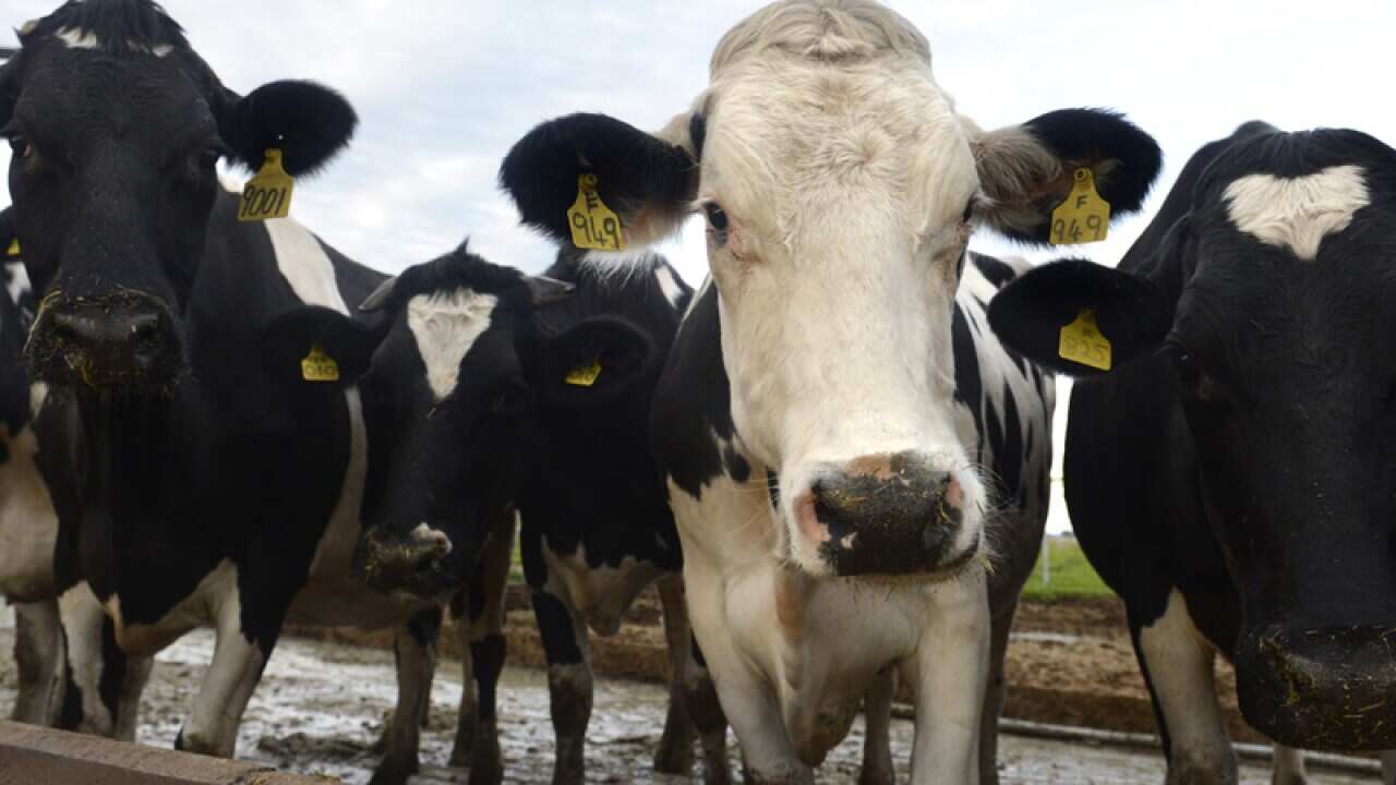 Cows eat out of a trough at a dairy farm in Queensland