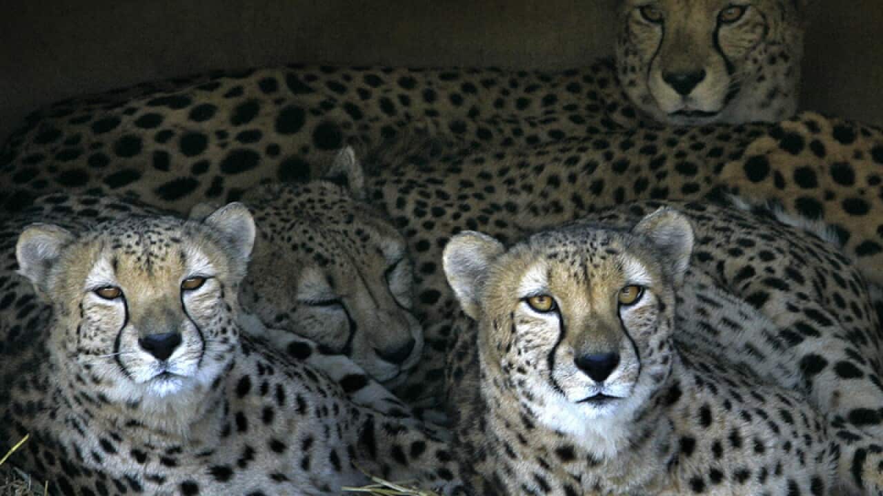 Four Cheetahs in their exhibit at the Cleveland Metro parks Zoo