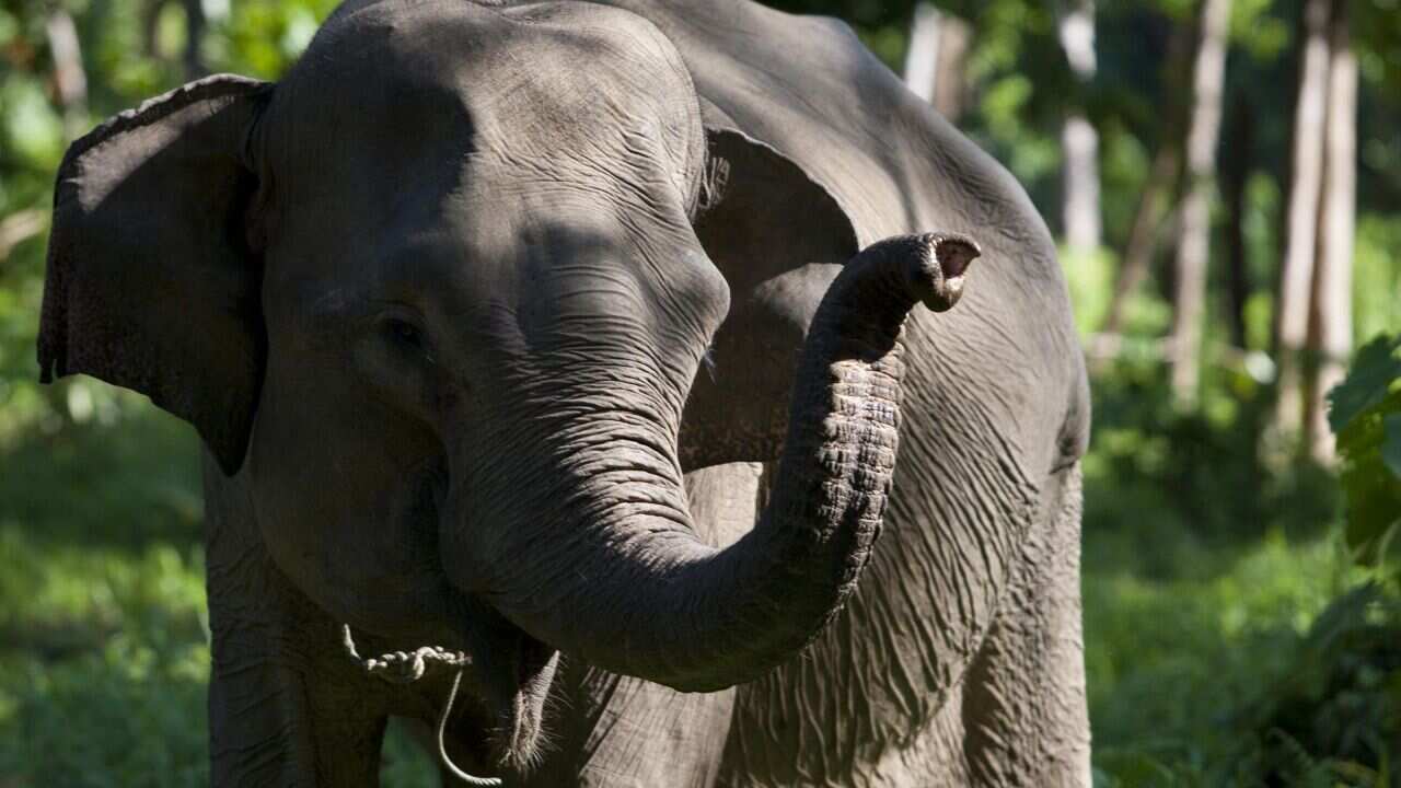 Sumatran Elephant AAP.jpg