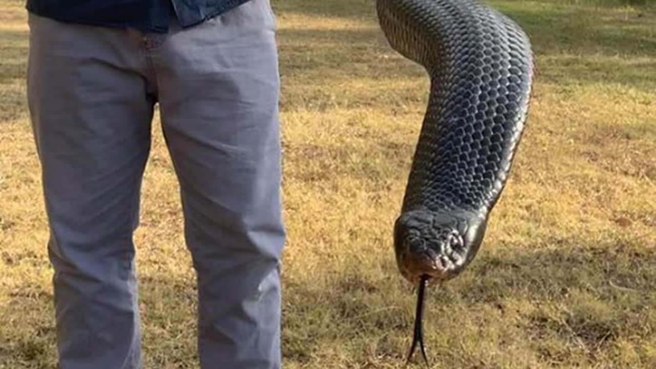 An enormous redbellied black snake captured in Brisbane SBS Greek