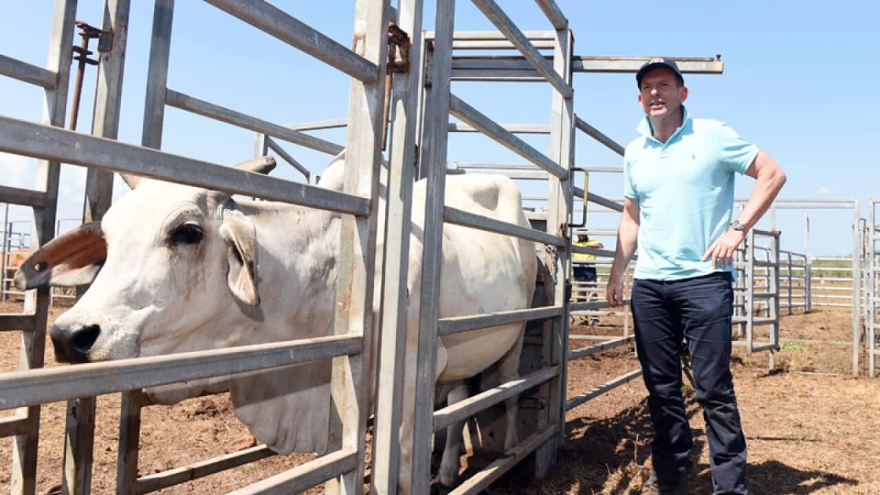 Prime Minister Tony Abbott works with cattle
