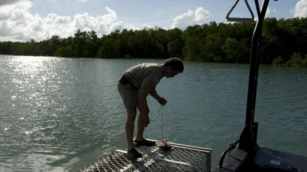 Ranger Joey Buckerfield re-baits a crocodile trap on Darwin harbour