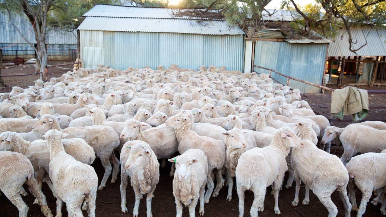 Sheep in Australia