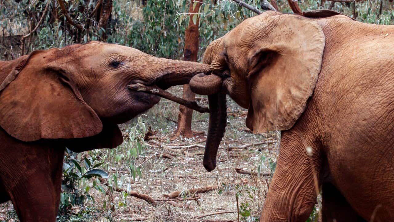 Baby elephants play at the David Sheldrick Wildlife Trust Elephant Orphanage in Nairobi