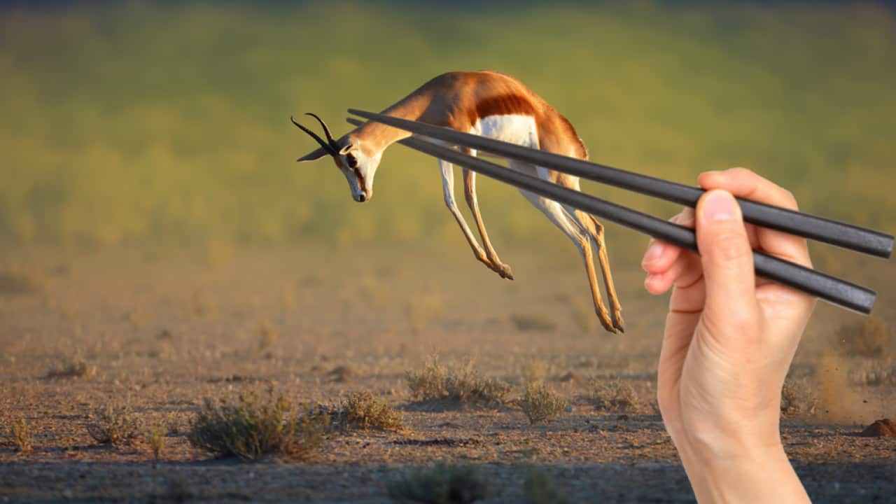 Springbok and chopsticks