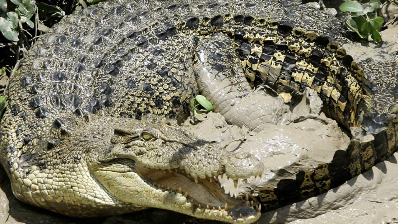 A saltwater crocodile