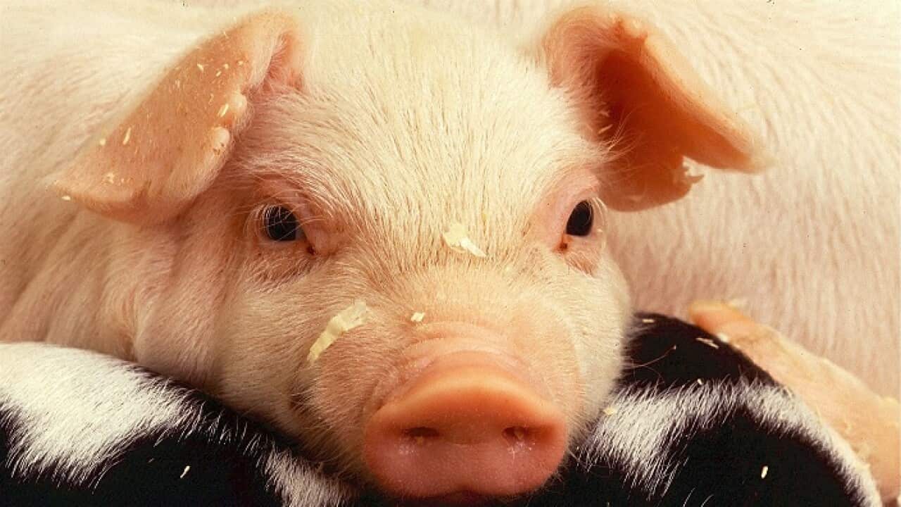 Keeping a pet pig