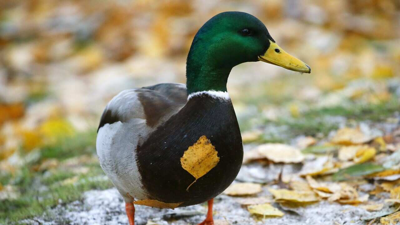 duck